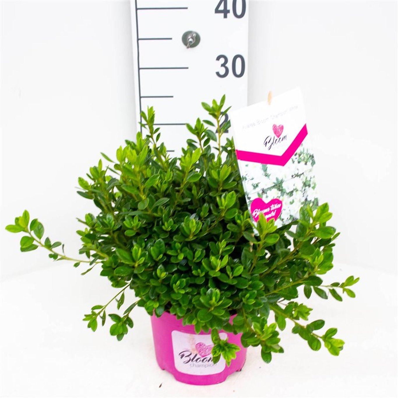 Rhododendron – Rhododendron (AJ); Bloomchamp. White - C3 25-30 CM